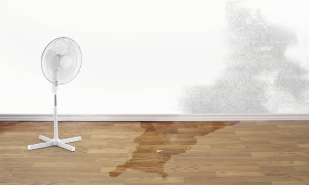 Best Basement water damage restoration  in Wtmore Village, HI