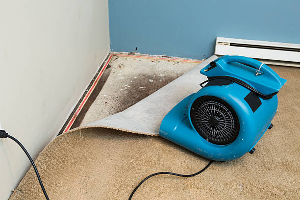 Best Carpet water damage restoration  in Wtmore Village, HI